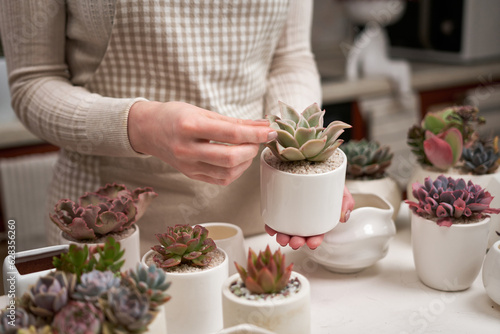 Woman holding Echeveria Succulent house plant in a pot