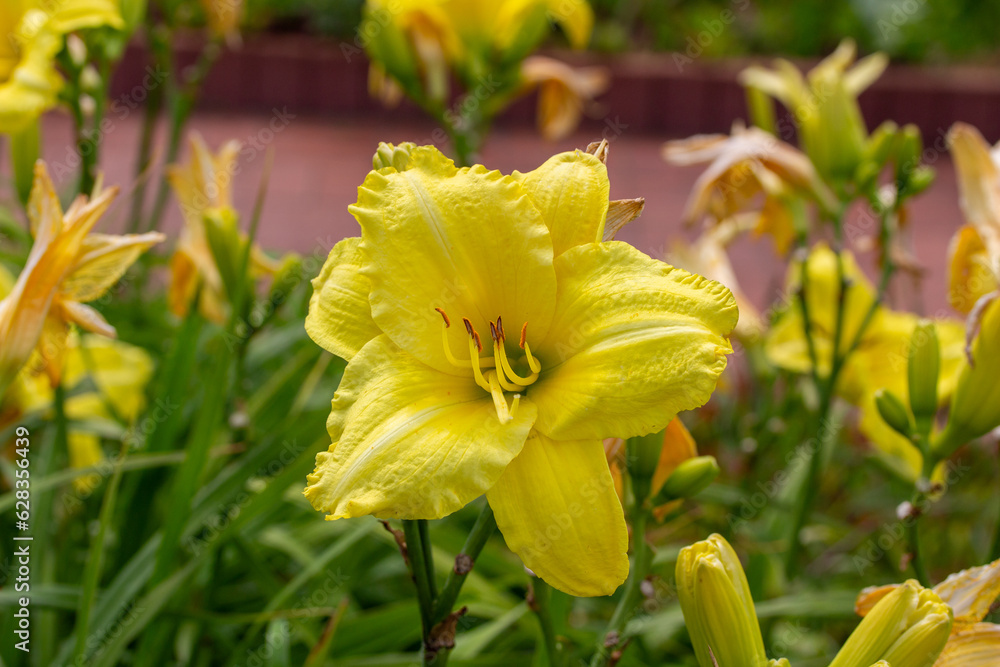 Close up texture background view of beautiful yellow color day lily flowers (hemerocallis) in a bright sunny garden
Close up texture background view of beautiful yellow color day lily flowers (hemerocallis) in a bright sunny garden