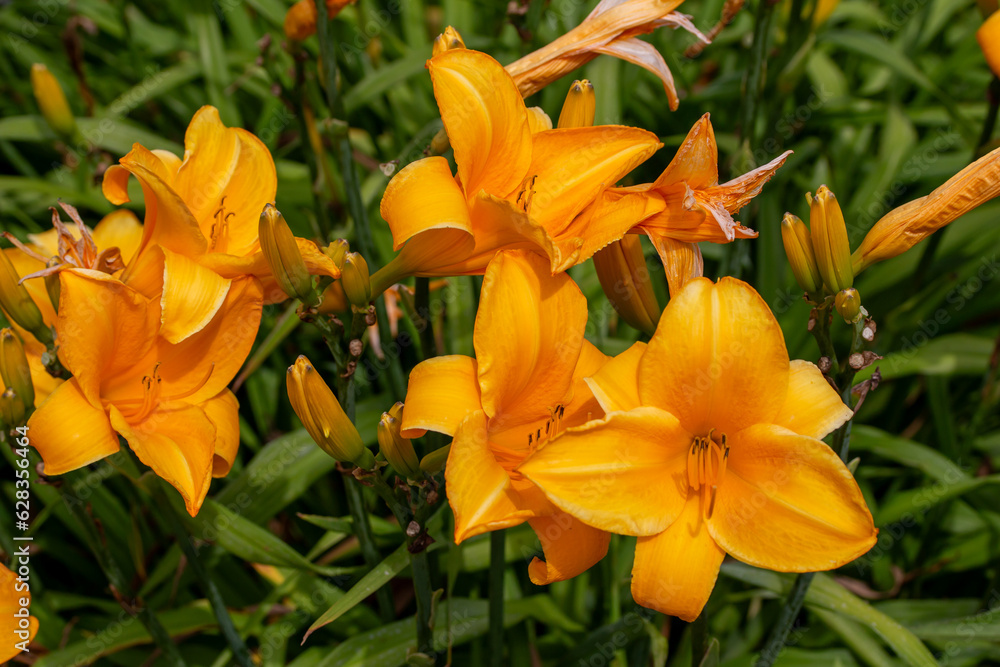 Close up texture background view of beautiful orange color day lily flowers (hemerocallis) in a bright sunny garden
Close up texture background view of beautiful orange color day lily flowers (hemerocallis) in a bright sunny garden