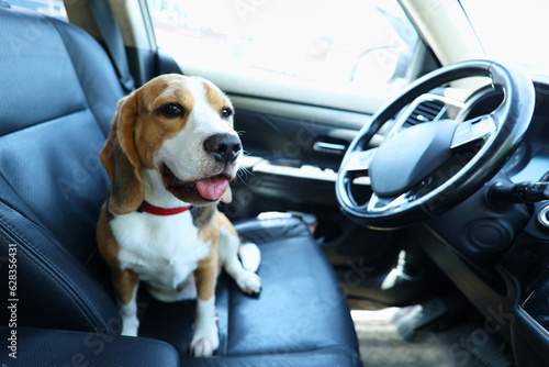 A cute beagle dog sits in the front seat of the car and waits for a ride. Traveling with a pet. © Viktoriya