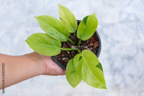 Closeup to Philodendron Ruaysap Marble Variegated  photo