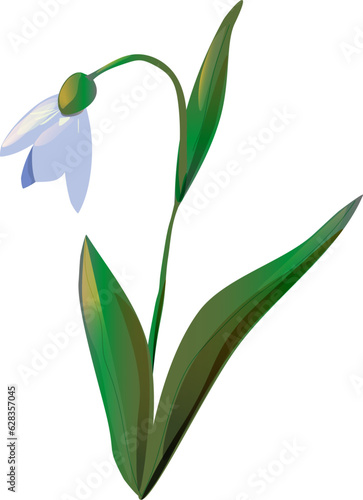 Wallpaper Mural Snowdrop flower isolated for design. Torontodigital.ca