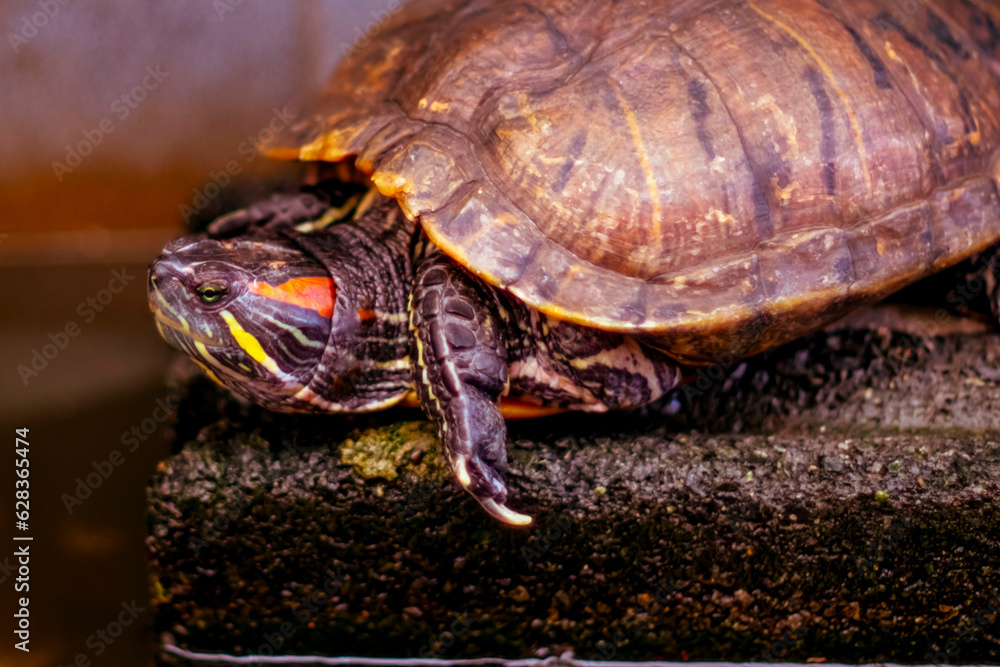 Fototapeta premium Aquarium Zen: Peaceful Slider Turtle in a Relaxing Water Environment
