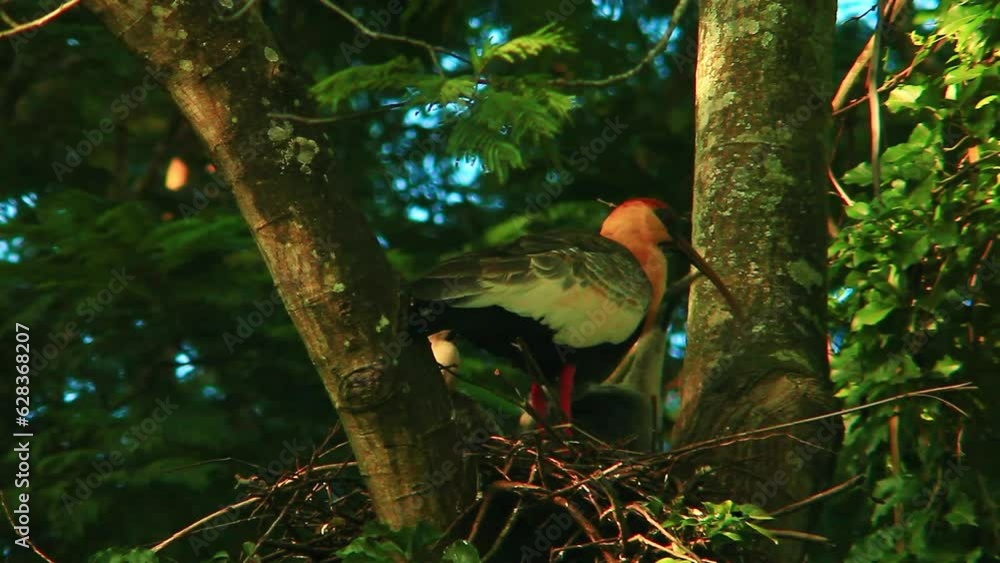 Theristicus caudatus known as white throated ibis, south american bird Theristicus caudatus known as white throated ibis, south american bird
