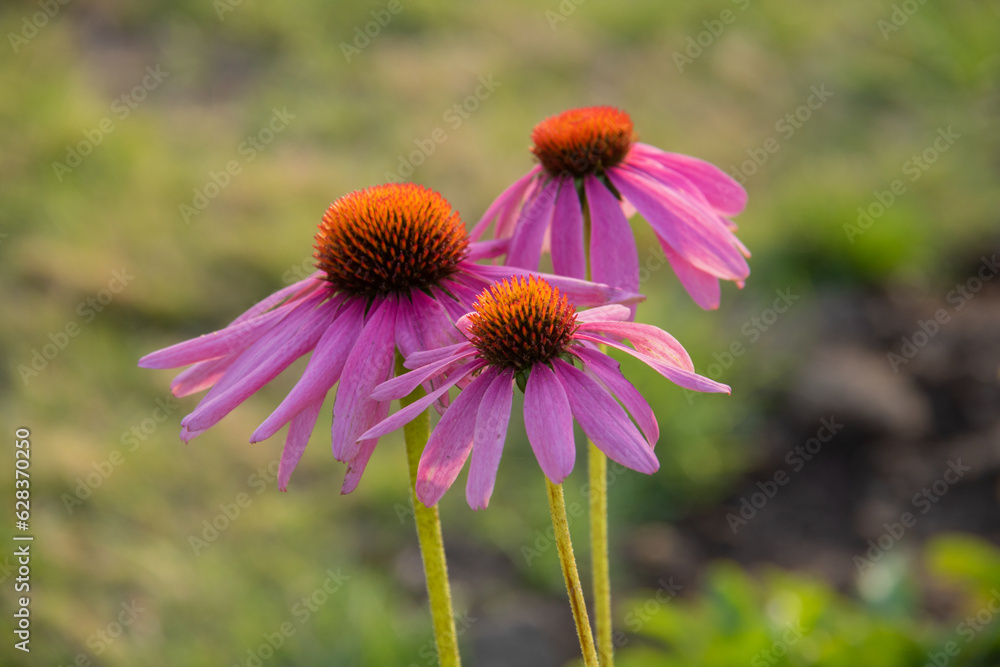 Obraz premium 秋の庭に咲くピンクの花 ムラサキバレンギク 