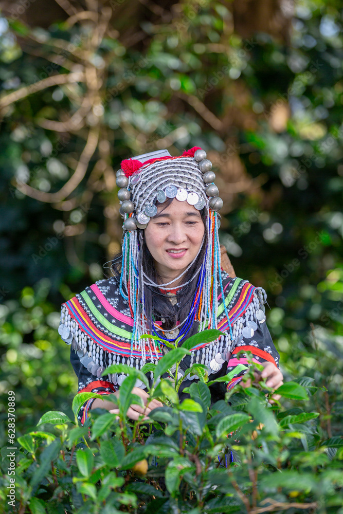 Hill tribe Asian woman in traditional clothes collecting tea leaves with basket in tea plantations terrace, Chiang mai, Thailand collect tea leaves Hill tribe Asian woman in traditional clothes collecting tea leaves with basket in tea plantations terrace, Chiang mai, Thailand collect tea leaves