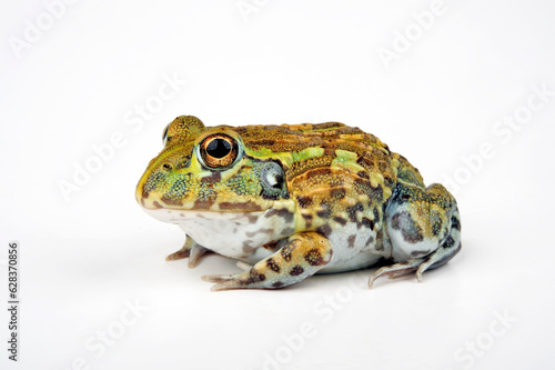 African bullfrog // Afrikanischer Ochsenfrosch (Pyxicephalus adspersus)