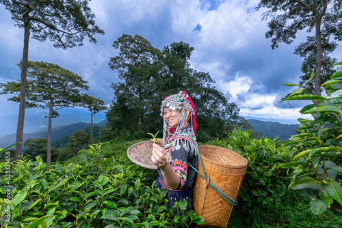 Hill tribe Asian woman in traditional clothes collecting tea leaves with basket in tea plantations terrace, Chiang mai, Thailand collect tea leaves