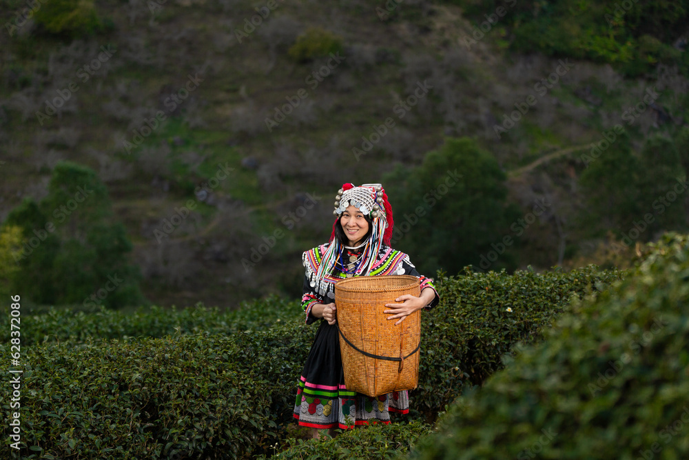 Fototapeta premium Hill tribe Asian woman in traditional clothes collecting tea leaves with basket in tea plantations terrace, Chiang mai, Thailand collect tea leaves