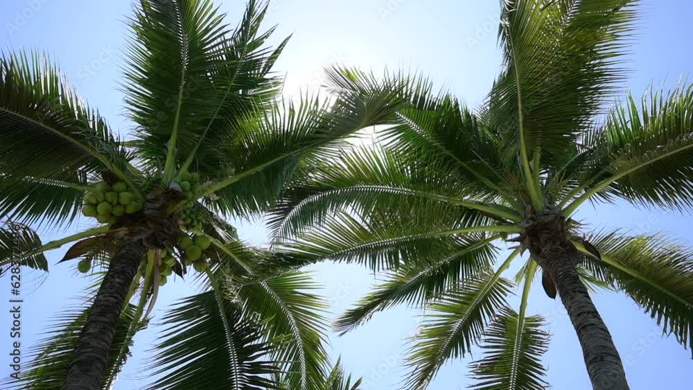 leaf of coconut trees flutter slow motion on blue sky, beautiful natural background leaf of coconut trees flutter slow motion on blue sky, beautiful natural background