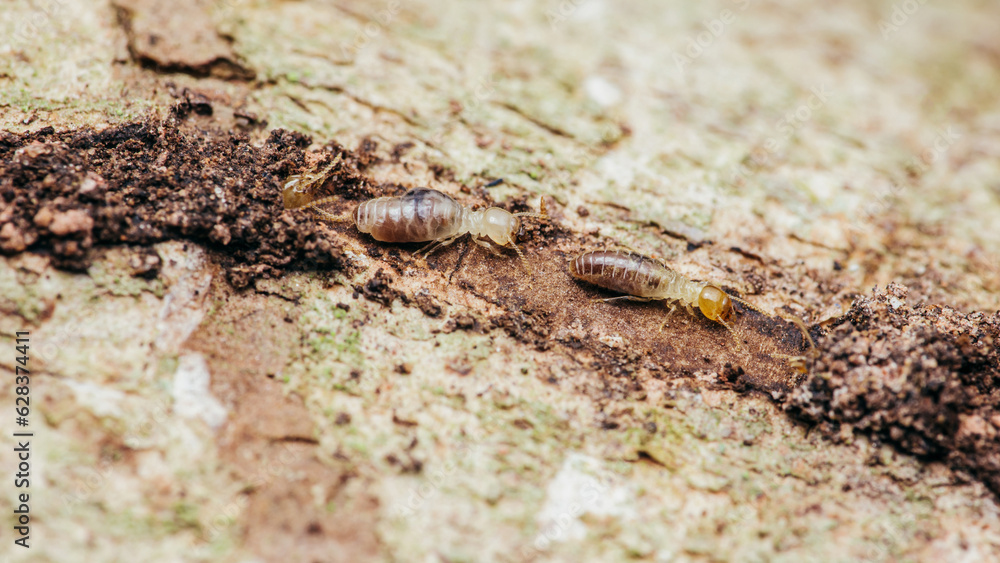 Close up of worker termites walking in nest on forest floor, Termites walking in mud tube, Small termites, Selective focus. Close up of worker termites walking in nest on forest floor, Termites walking in mud tube, Small termites, Selective focus.