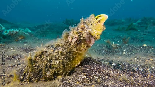 Underwater shot of blenny looking out of a bottle neck. Bottle is overgrown with algae. Symbolic image for pollution, but also for adaptability of wildlife. long shot during day in indo-pacific photo