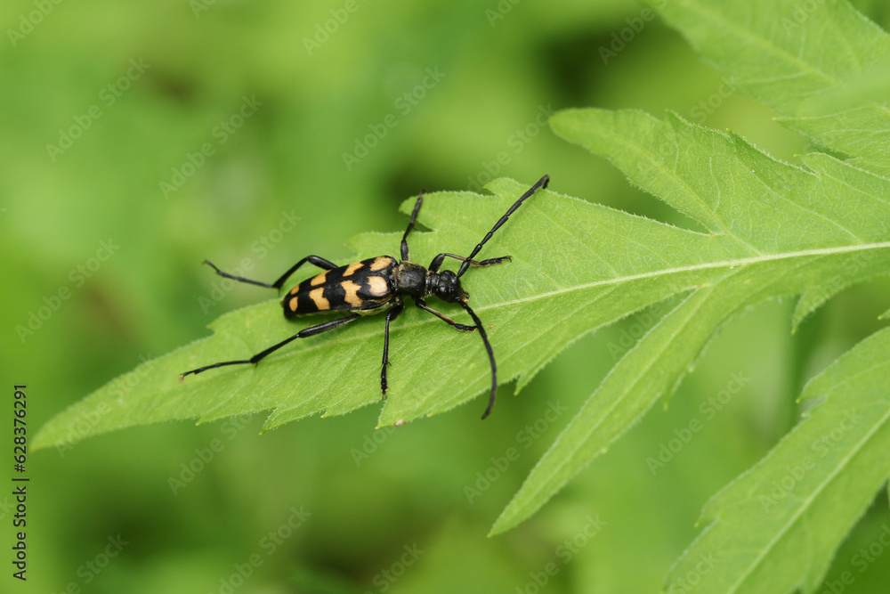 A Four-banded Longhorn Beetle, Leptura quadrifasciata, on a leaf. A Four-banded Longhorn Beetle, Leptura quadrifasciata, on a leaf.