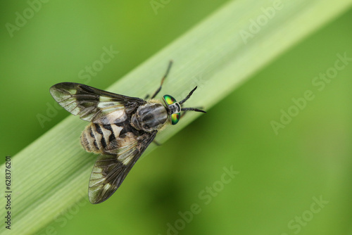 A Twin-lobed Deerfly, Chrysops relictus, on a reed.
