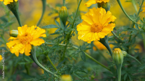 Beautiful close-up of a tagetes erecta flower