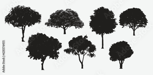 Discover the Majestic Beauty of Nature, Exquisite Silhouettes of a Mango Tree