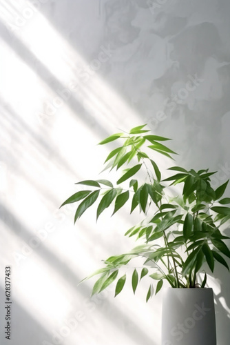 Interior room with white wall  shelf  and plant.