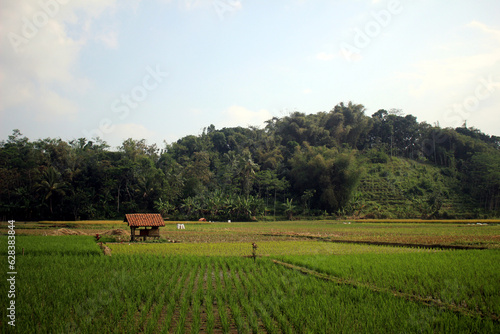 Saung in the middle of rice fields with mountains in the background. photo