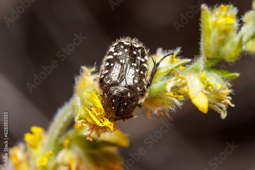 White spotted rose beetle, Oxythyrea funesta, posed on a yellow flower under the sun photo