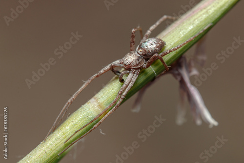 Running crab spider, Philodromus sp., waiting for preys at the top of a plant