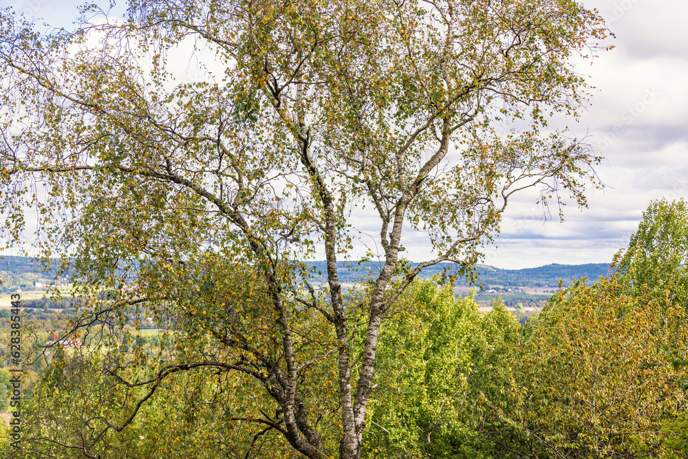Birch tree with autumn colors in a beautiful landscape view
