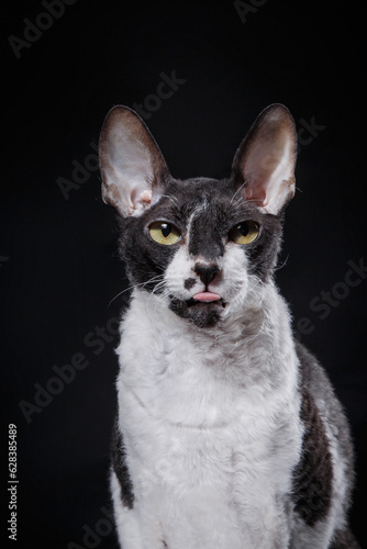 black and white Cornish Rex on a black background. Cat in the studio Beautiful pet portrait