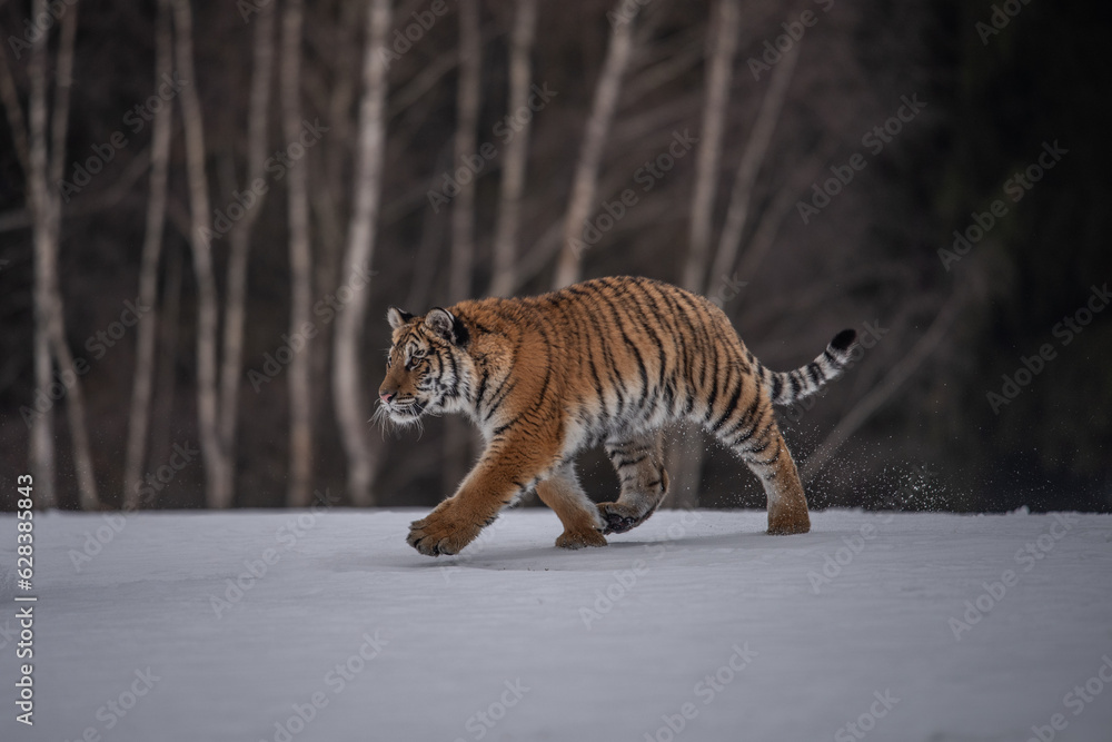 Obraz premium Siberian Tiger running in snow. Beautiful, dynamic and powerful photo of this majestic animal. Set in environment typical for this amazing animal. Birches and meadows