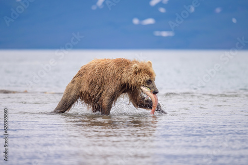 Foto Ruling the landscape, brown bears of Kamchatka (Ursus arctos beringianus)
