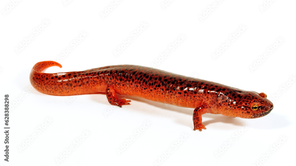 Red salamander // Rotsalamander (Pseudotriton ruber) 