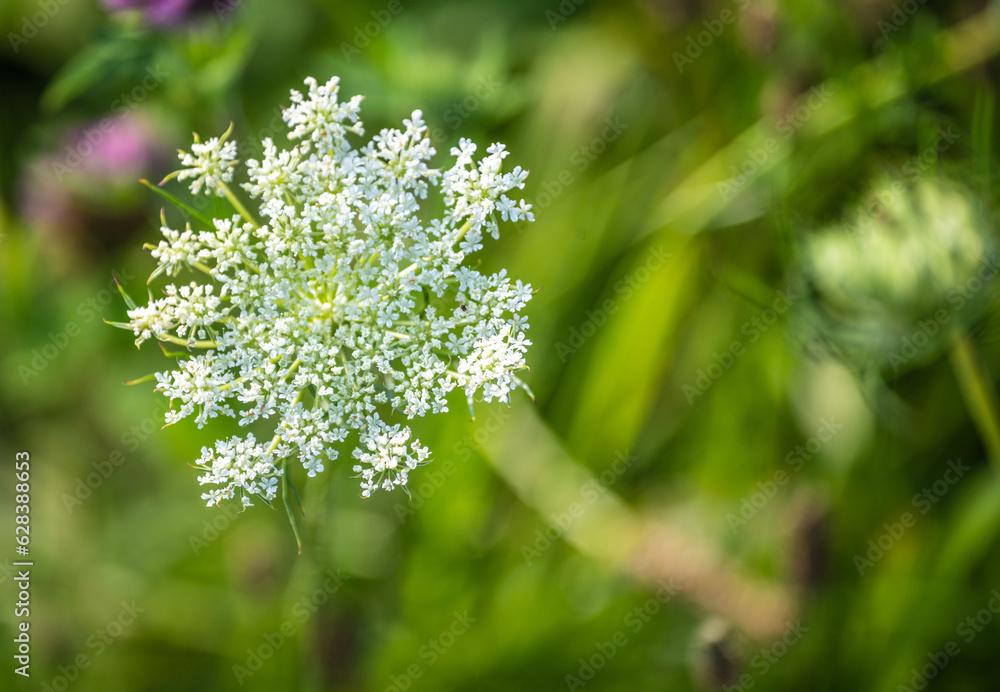Abstract defocused nature background queen anne's lace Abstract defocused nature background queen anne's lace