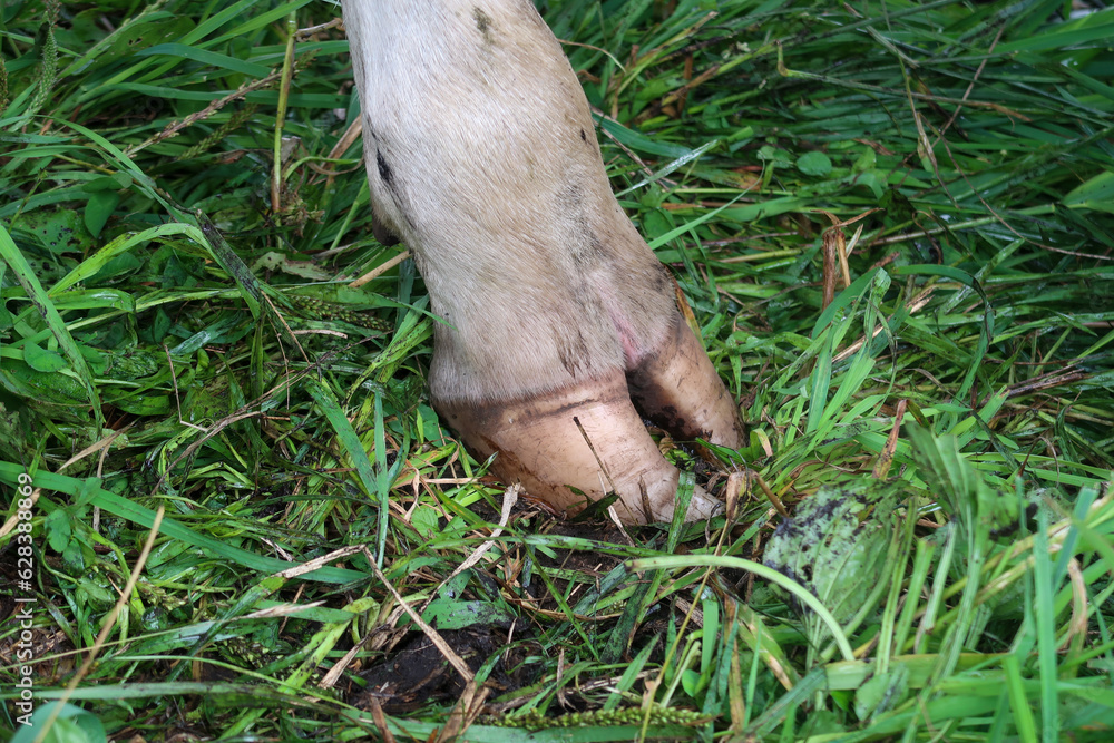 Obraz premium 放牧中の乳牛の蹄