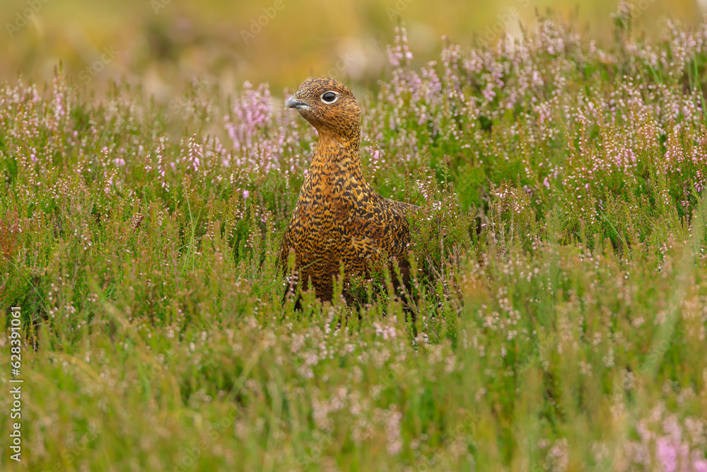 Red Grouse, Scientific name: Lagopus Lagopus, Close up of a red grouse in summer when the moorland heather is just starting to bloom. Facing left. Yorkshire Dales, UK. Close up. Space for copy. Red Grouse, Scientific name: Lagopus Lagopus, Close up of a red grouse in summer when the moorland heather is just starting to bloom. Facing left. Yorkshire Dales, UK. Close up. Space for copy.