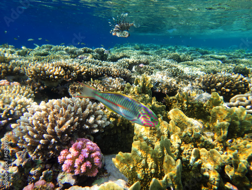 Beautiful and colorful inhabitants of the red sea coral reef