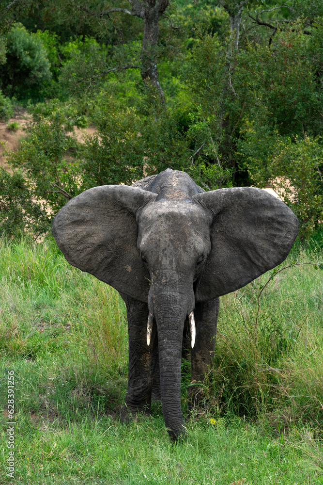 Fototapeta premium Elephant in Kruger National Park in South Africa