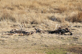 Golden Gate National Park, Free State: vulture feeding station - Cape vultures eating