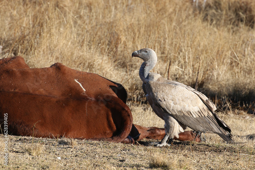 Golden Gate National Park, Free State: vulture feeding station - Cape vultures eating photo