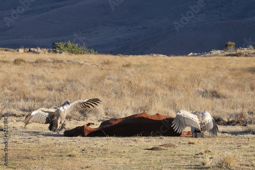 Golden Gate National Park  Free State  vulture feeding station - Cape vultures eating