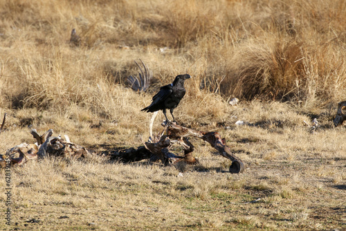 Golden Gate National Park, Free State: White-necked raven feeding on carcass at vulture feeding station