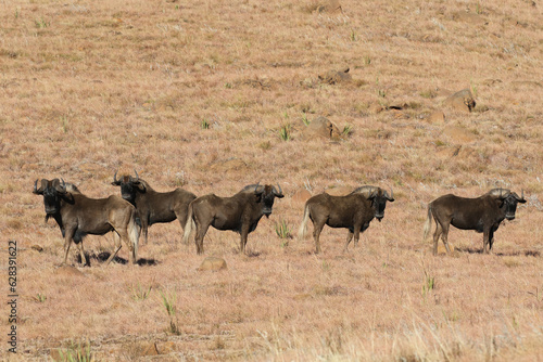 Golden Gate National Park, Free State: Black wildebeest in the mountainous area © Peter