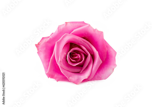 Pink rose isolated on white MADE OF AI