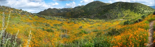 Hiking Flower in Calafornia photo