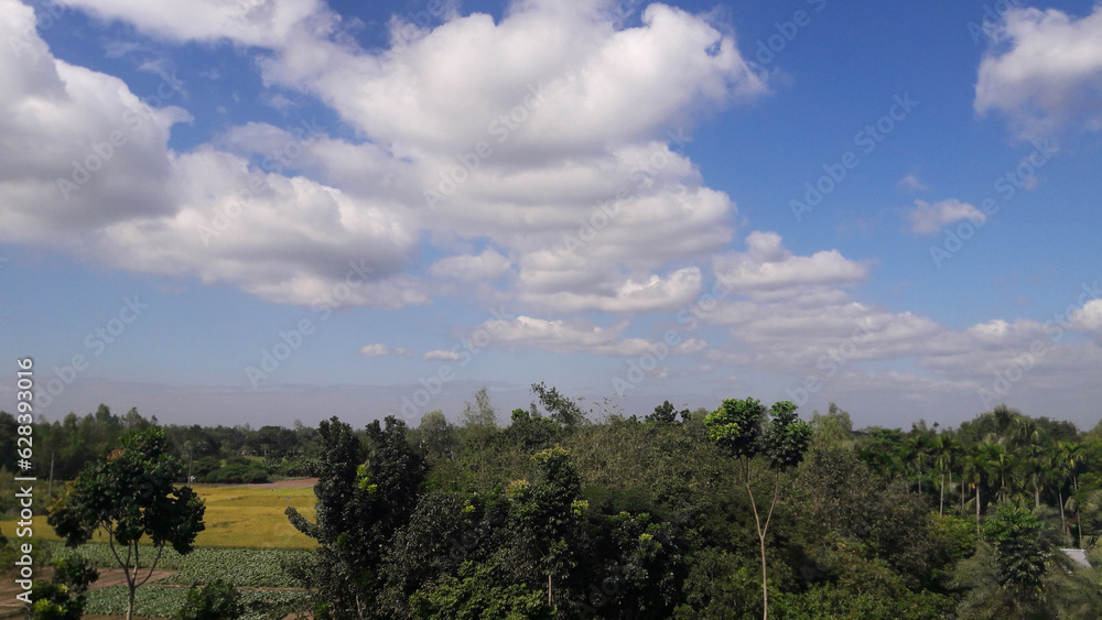 Wonderful Sky with Natural Tree Plantation Wonderful Sky with Natural Tree Plantation