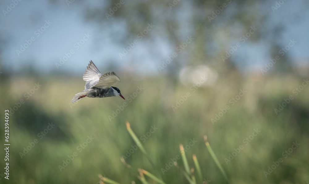 whiskered tern flying over the marsh whiskered tern flying over the marsh