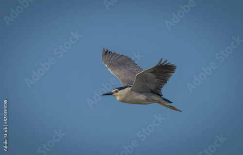 Black-crowned Night Heron in flight over delta ebro river © ezequiel