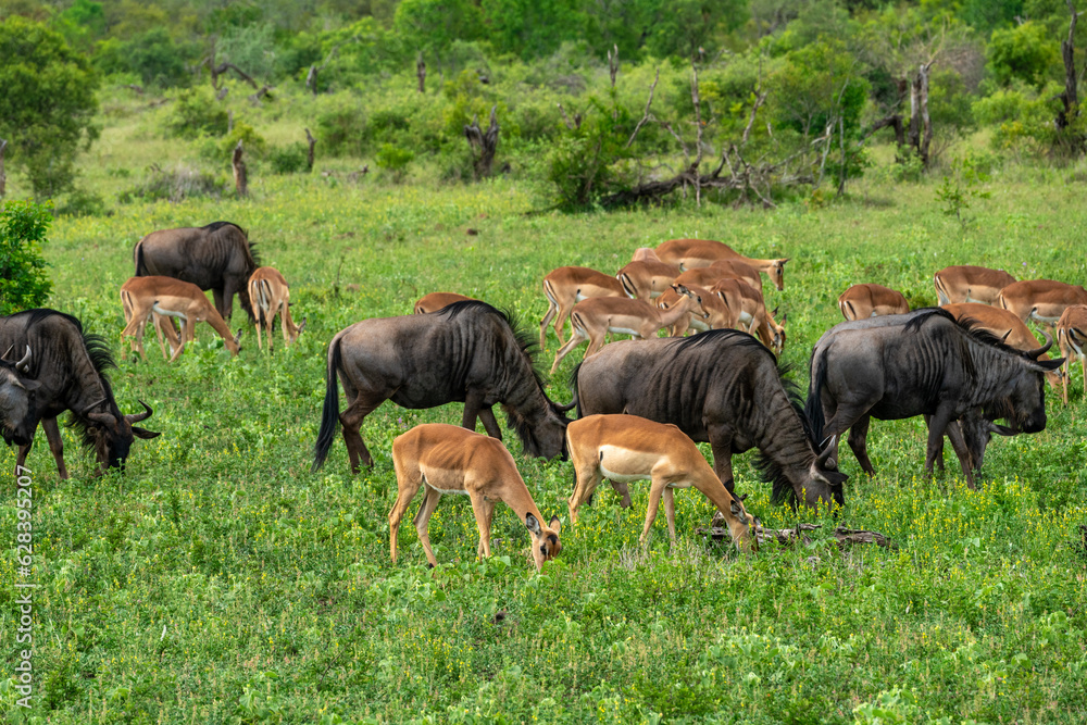 Group of Gnu / Wildebeest and Impala feeding on grassland in Kruger National Park in South Africa