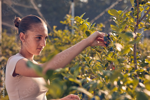 Obraz na plátně Teenager picking blueberries on a family farm as a summer part-time job