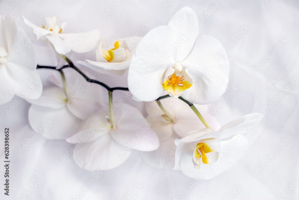 The branch of white orchids on white fabric background
