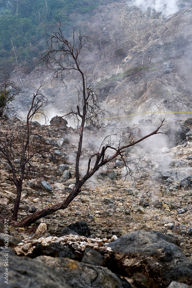 Leafless Trees in the Enchanting Crater Leafless Trees in the Enchanting Crater
