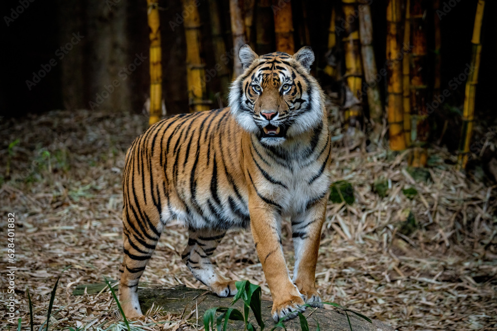 Obraz premium tiger in the wild