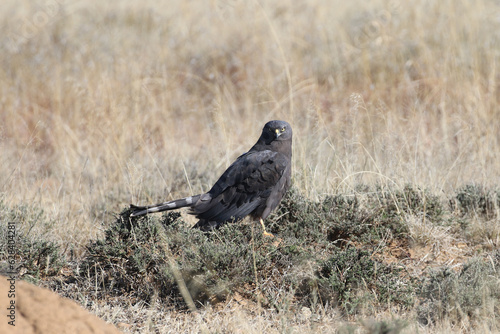 Obraz na płótnie Mountain Zebra National Park, South Africa: Black harrier on prey (Damaliscus py